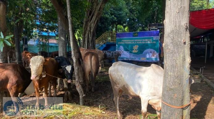 Idul Adha 2026 di Masjid Istiqlal: 63 Sapi, 12 Kambing, dan 1 Domba Siap Dikurbankan, Distribusi Daging Kini Lebih Tertib