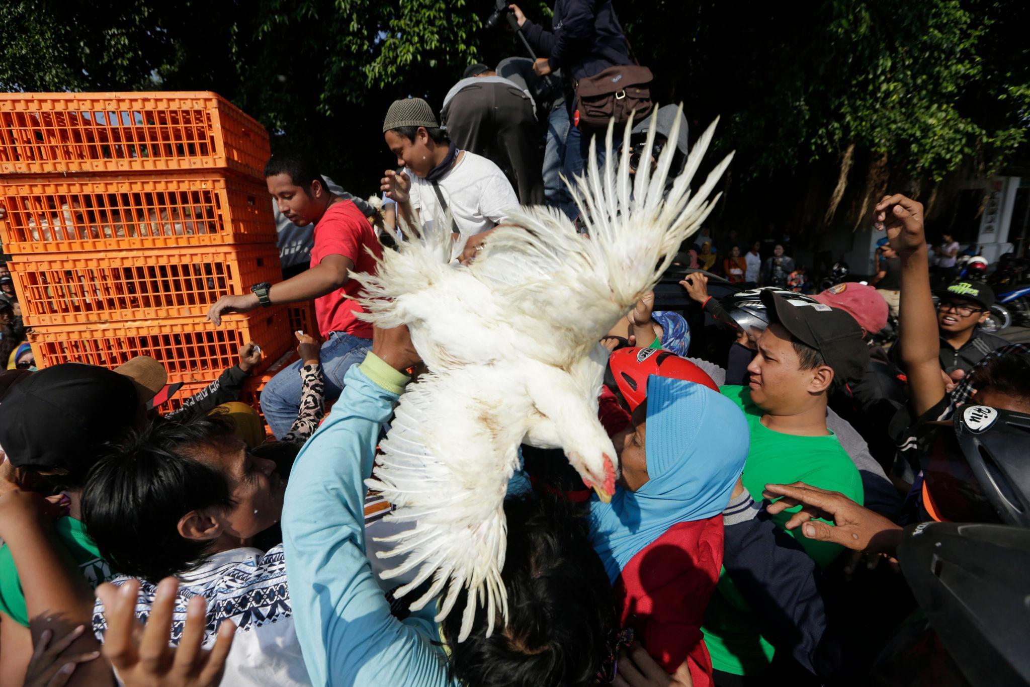 Harga Telur Anjlok, Peternak Bagi-bagi 1.600 Ayam Gratis di Malioboro